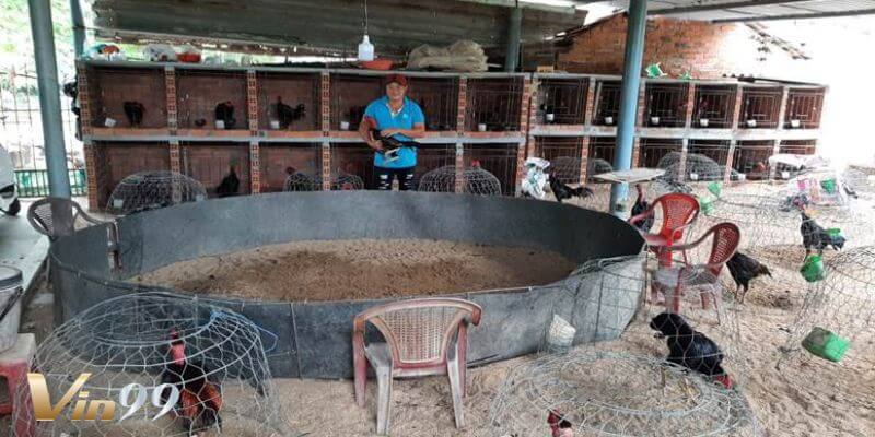Khám phá cách nuôi gà chọi đẳng cấp của các sư kê Vin99. 