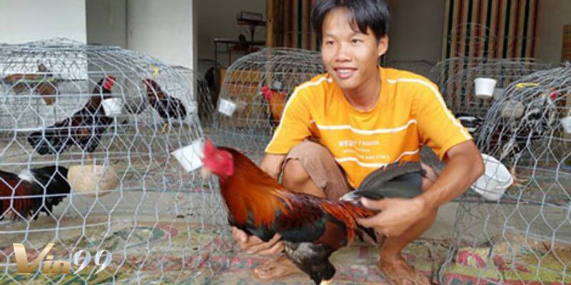 Áp dụng cách nuôi gà chọi hiệu quả để có trận đấu gà đỉnh cao. 